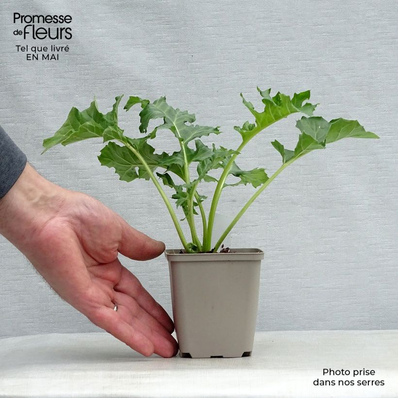 Spécimen de Acanthus mollis Rue Ledan (Jeff Albus) - Acanthe blanche Godet de 9cm tel que livré au printemps