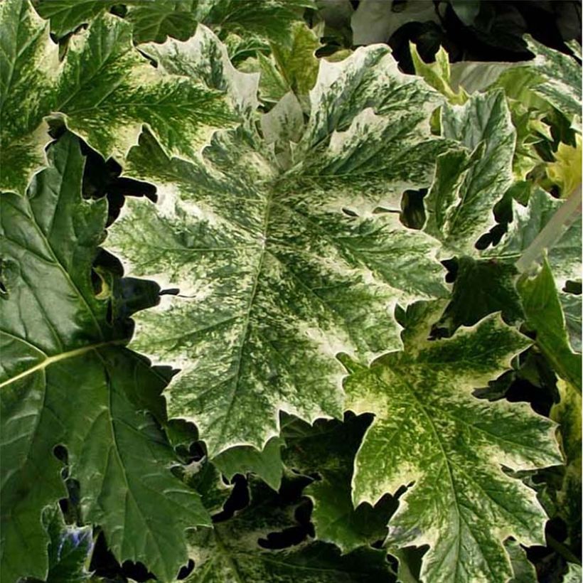 Acanthus mollis Tasmanian Angel - Acanthe panachée (Feuillage)