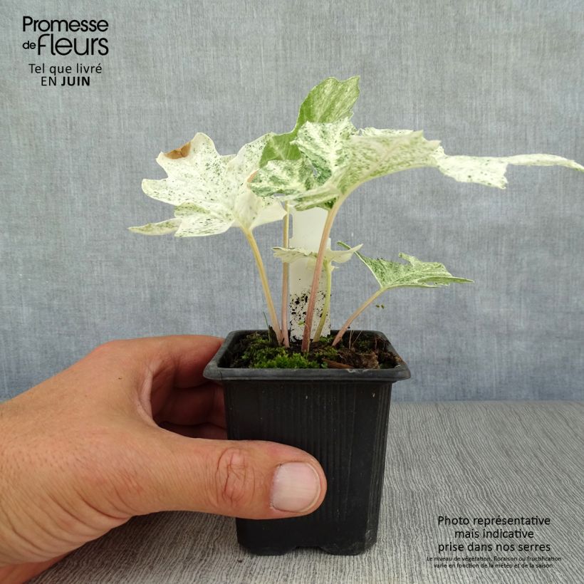 Spécimen de Acanthus mollis Tasmanian Angel - Acanthe panachée Godet de 8/9 cm tel que livré en été