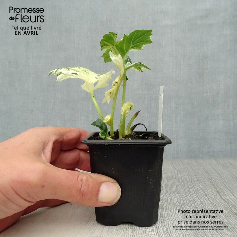 Spécimen de Acanthus mollis Tasmanian Angel - Acanthe panachée Godet de 8/9 cm tel que livré au printemps