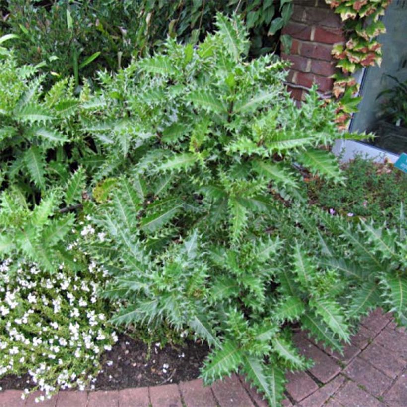 Acanthus sennii - Acanthe (Port)