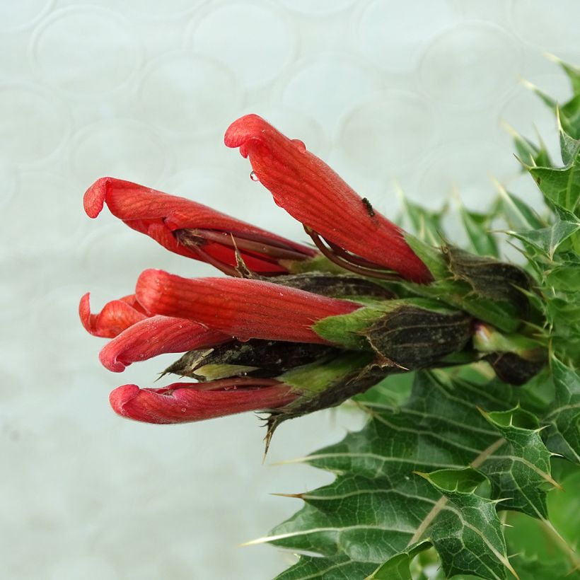 Acanthus sennii - Acanthe (Floraison)