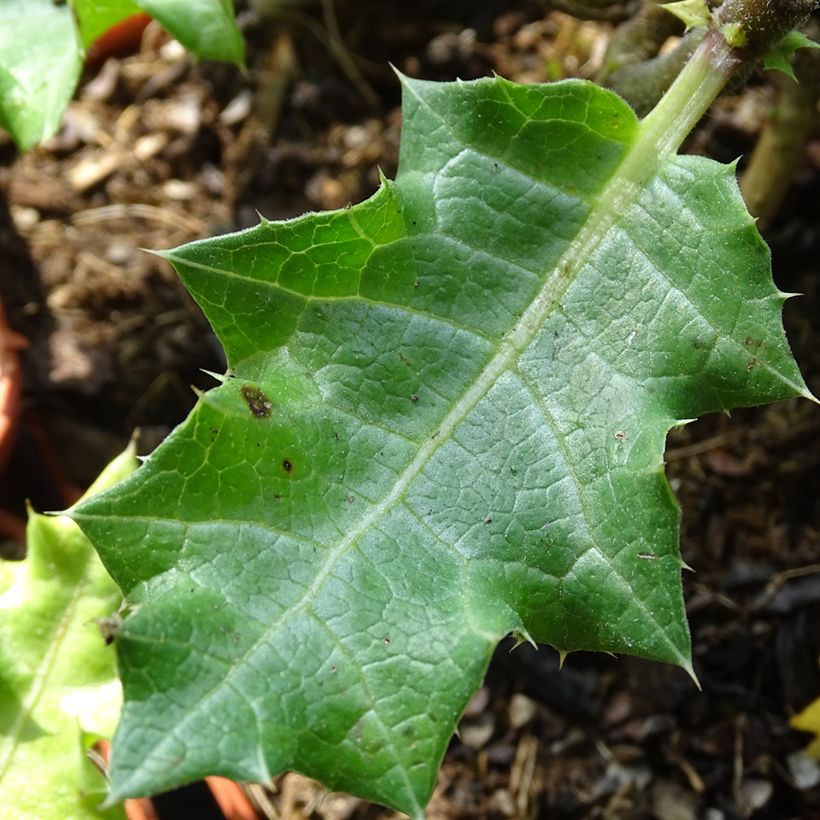 Acanthus sennii - Acanthe (Feuillage)