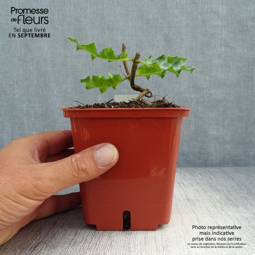 Spécimen de Acanthus sennii - Acanthe tel que livré en automne