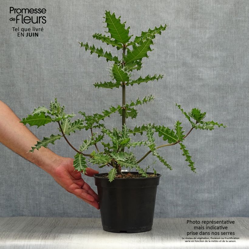 Spécimen de Acanthus sennii - Acanthe Pot de 4L/5L tel que livré en été