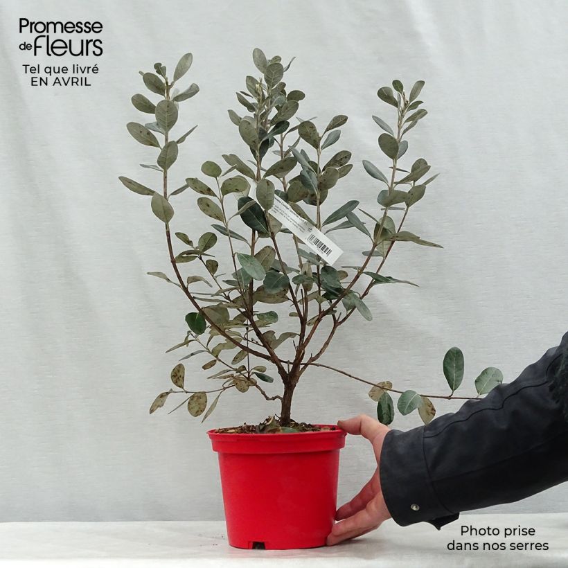 Spécimen de Acca sellowiana Coolidge  - Goyavier du Brésil autofertile Pot de 2L/3L tel que livré au printemps