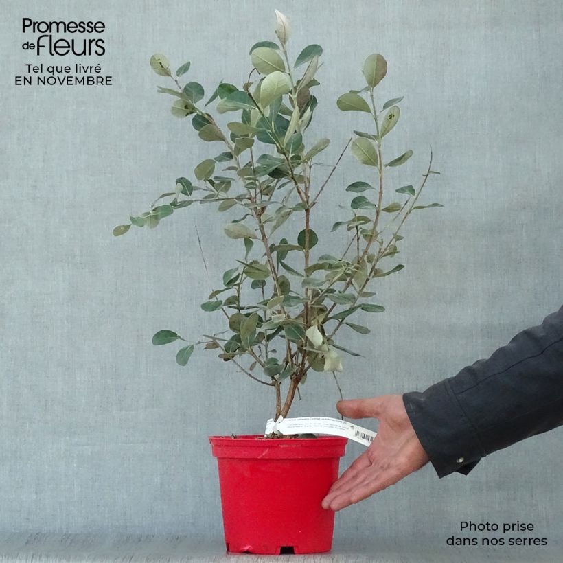 Spécimen de Acca sellowiana Coolidge  - Goyavier du Brésil autofertile Pot de 2L/3L tel que livré en automne