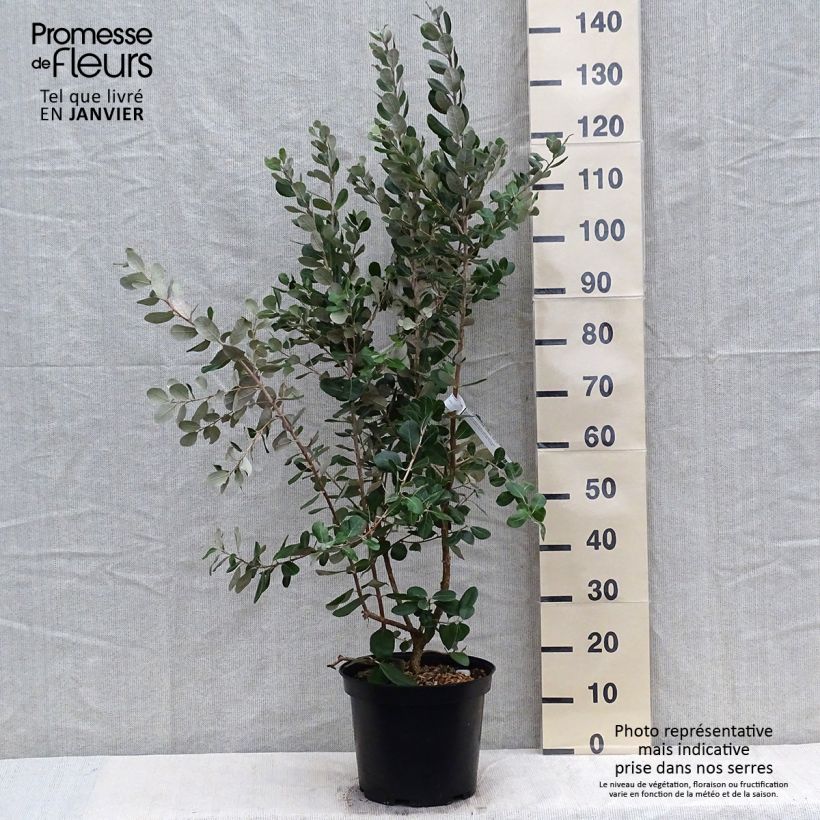 Spécimen de Acca sellowiana Coolidge  - Goyavier du Brésil autofertile Pot de 7.5L/10L tel que livré en hiver