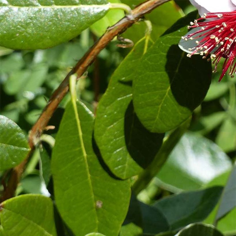 Acca sellowiana Coolidge  - Goyavier du Brésil autofertile (Feuillage)