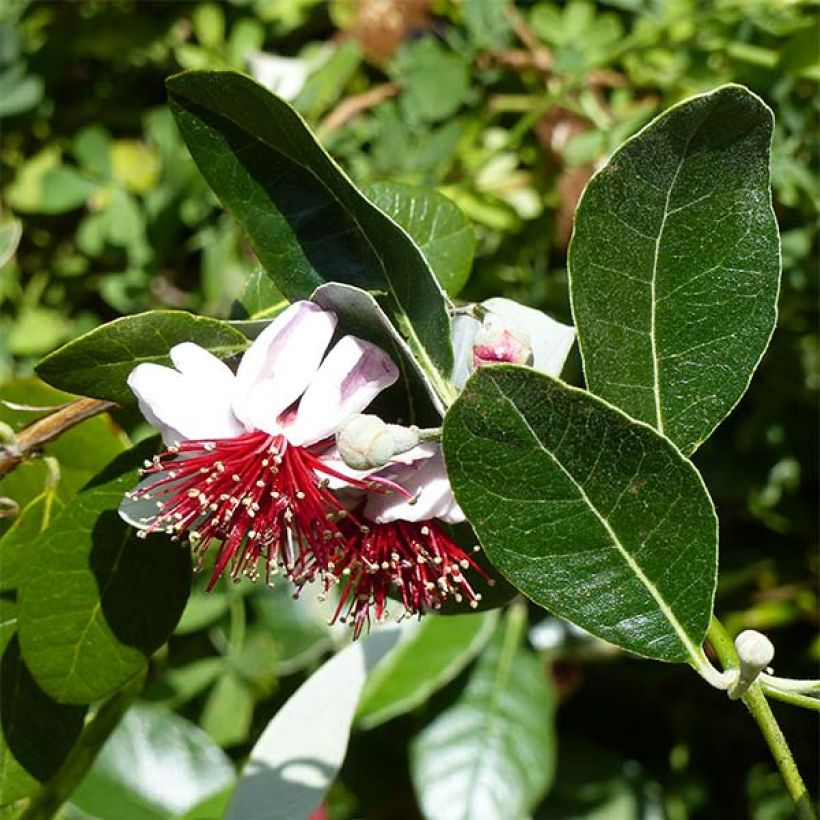 Acca sellowiana Coolidge  - Goyavier du Brésil autofertile (Floraison)