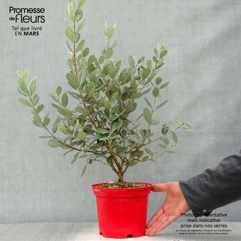 Spécimen de Acca sellowiana Gemini - Feijoa Pot de 3L/4L tel que livré au printemps