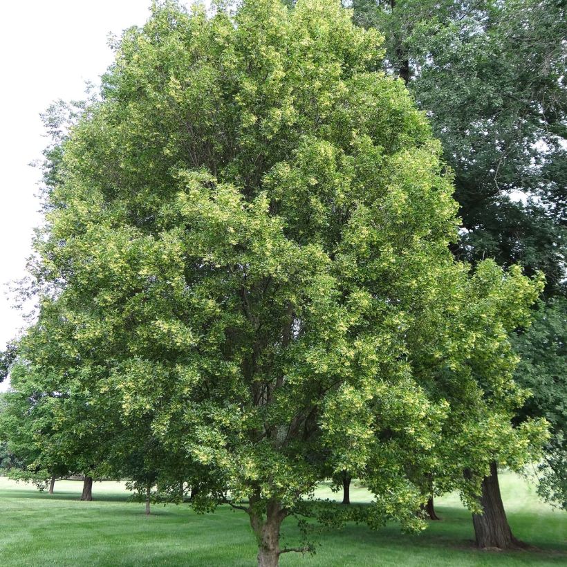 Acer buergerianum - Erable de Buerger (Port)