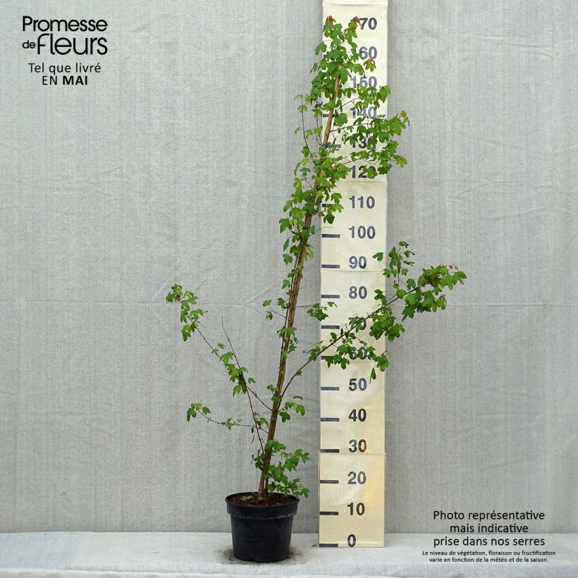Spécimen de Acer buergerianum - Erable de Buerger Pot de 5L tel que livré au printemps
