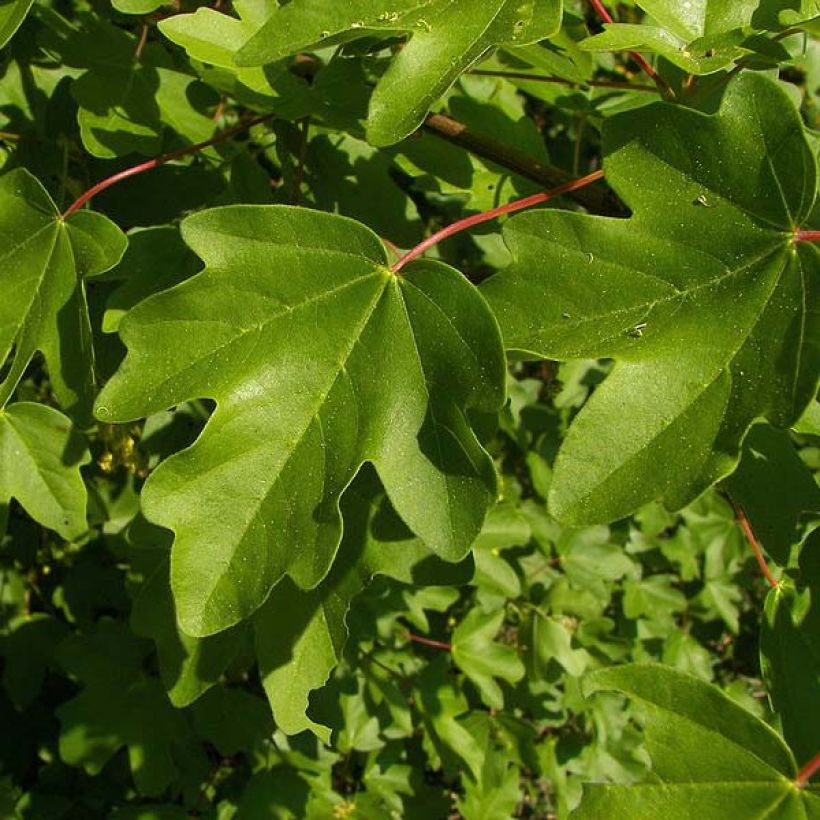 Erable champêtre - Acer campestre (Feuillage)