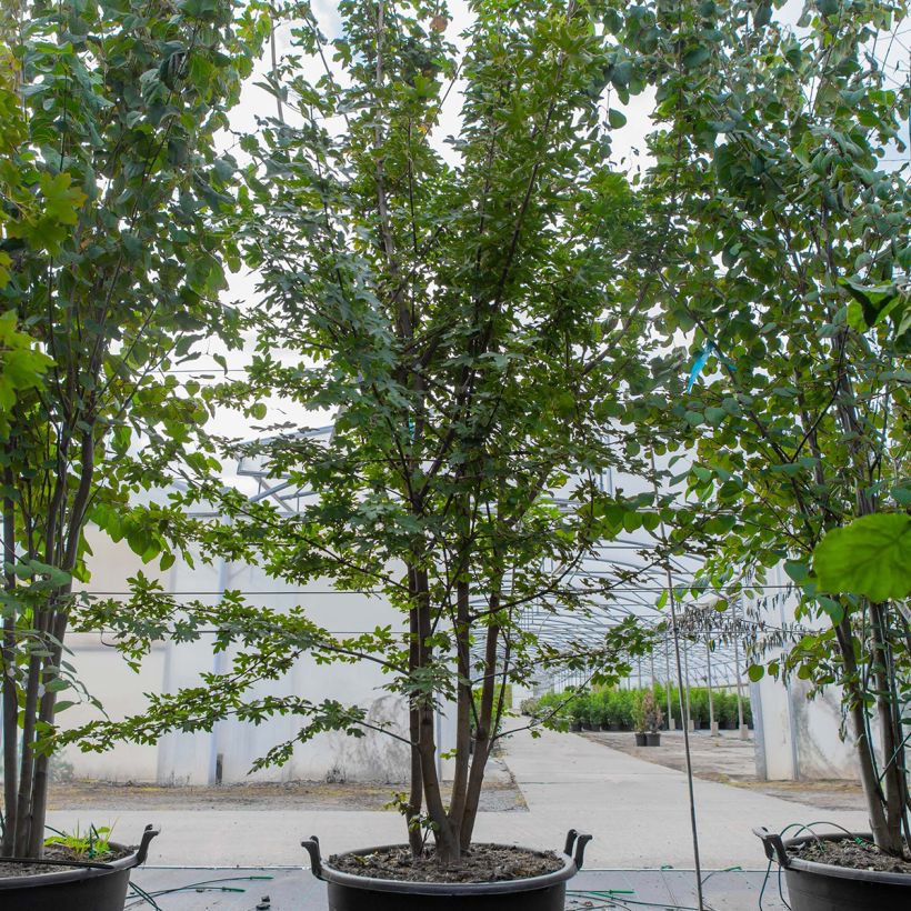 Spécimen de Erable champêtre - Acer campestre  - Pot de 70L Cépée tel que livré au printemps