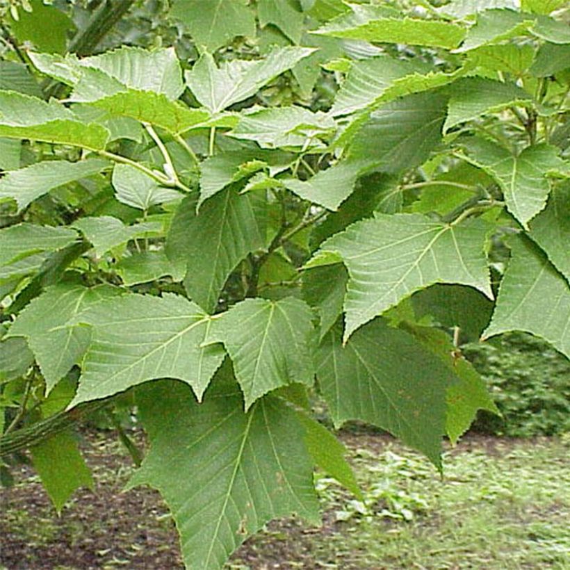 Erable à peau de serpent - Acer capillipes (Feuillage)