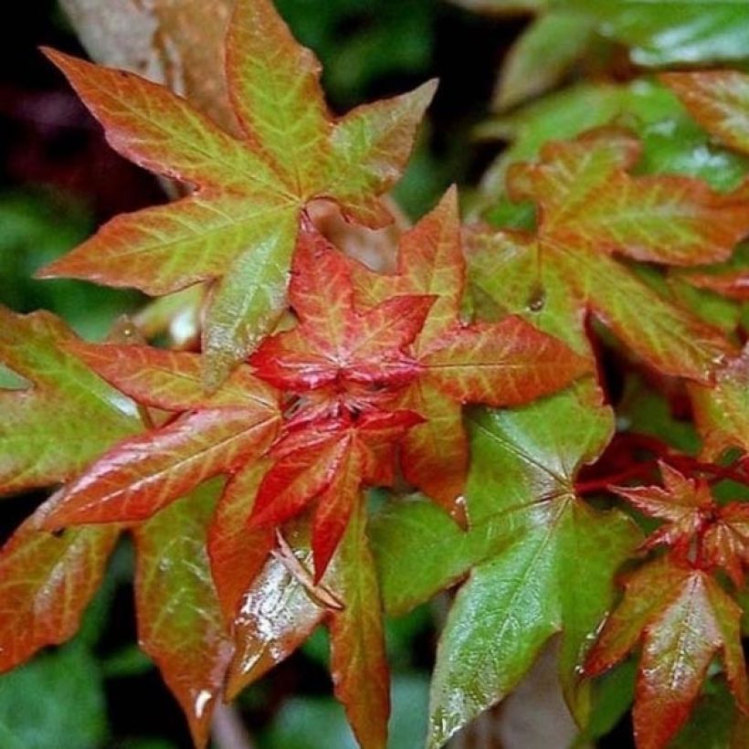 Acer cappadocicum Rubrum - Érable de Colchide rouge (Feuillage)