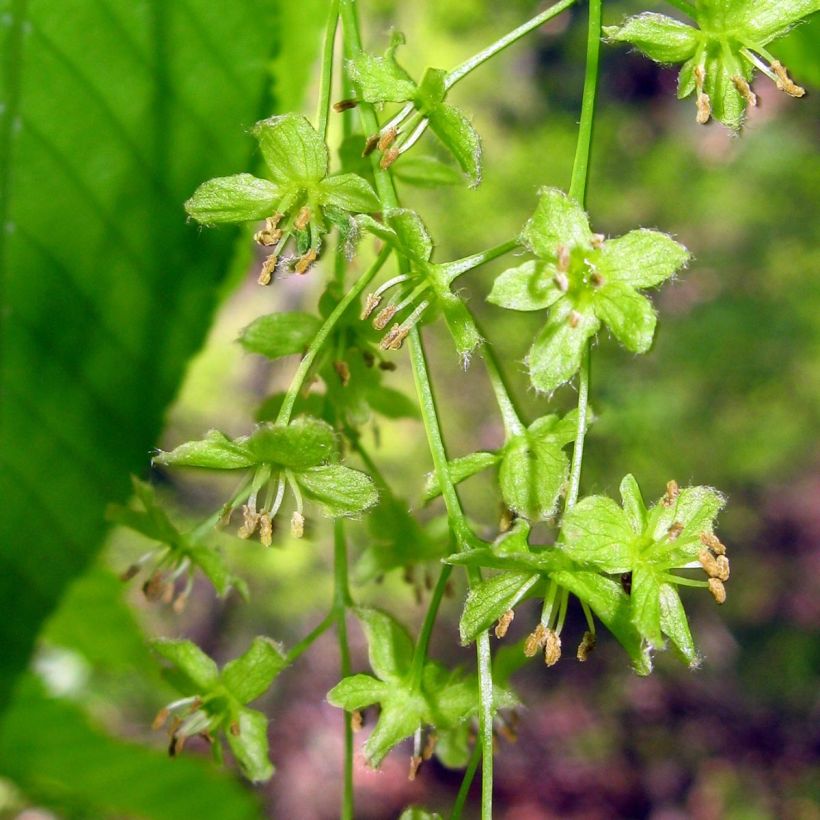 Erable à feuilles de charme - Acer carpinifolium (Floraison)
