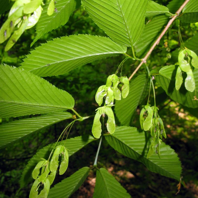 Erable à feuilles de charme - Acer carpinifolium (Récolte)