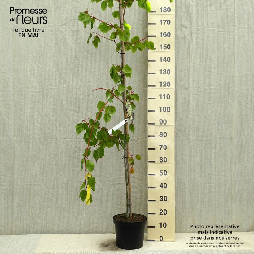 Spécimen de Acer conspicuum Red Flamingo - Érable à peau de serpent en pot de 7,5L/10L tel que livré au printemps