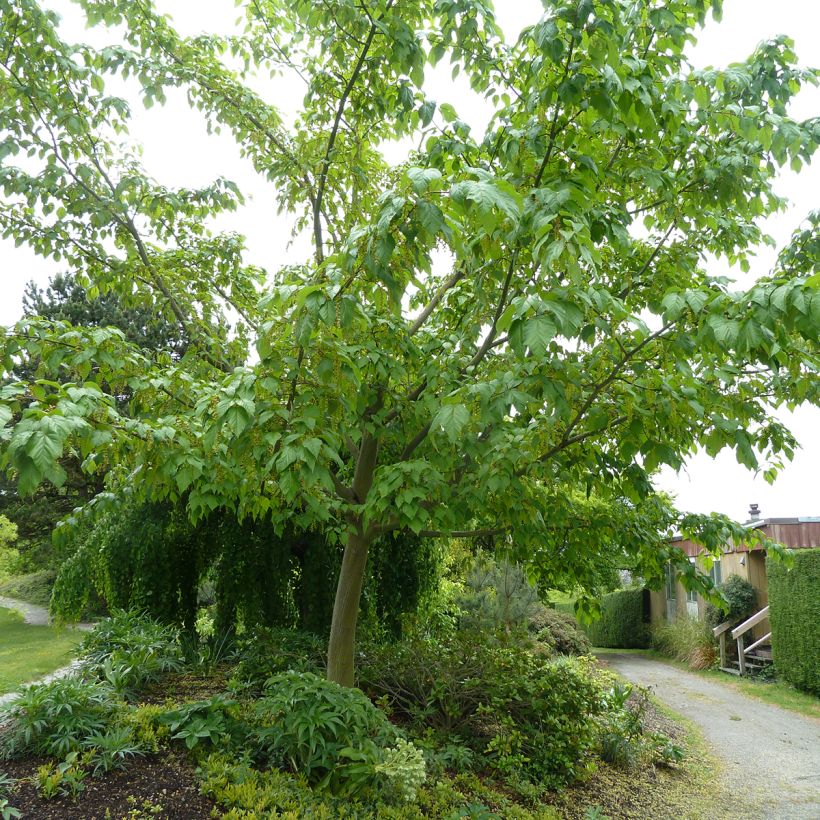 Acer conspicuum Silver Vein - Erable à peau de serpent (Port)