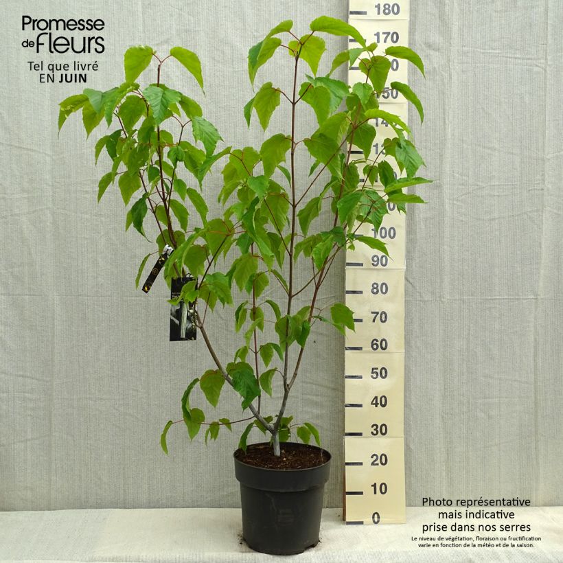 Spécimen de Acer conspicuum Silver Vein - Erable à peau de serpent Pot de 12L/15LHauteur livrée env. 100/125cm tel que livré au printemps