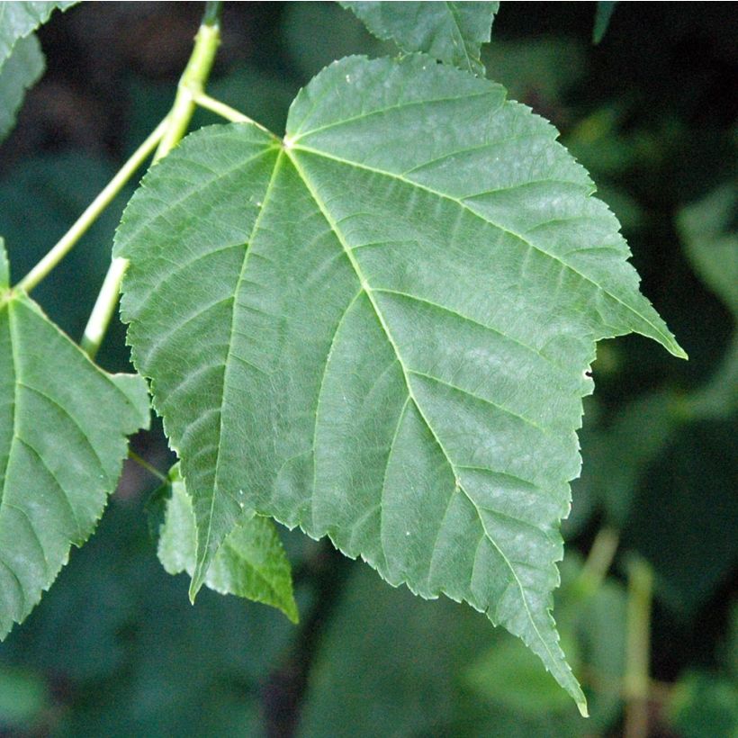Acer davidii - Érable à peau de serpent (Feuillage)
