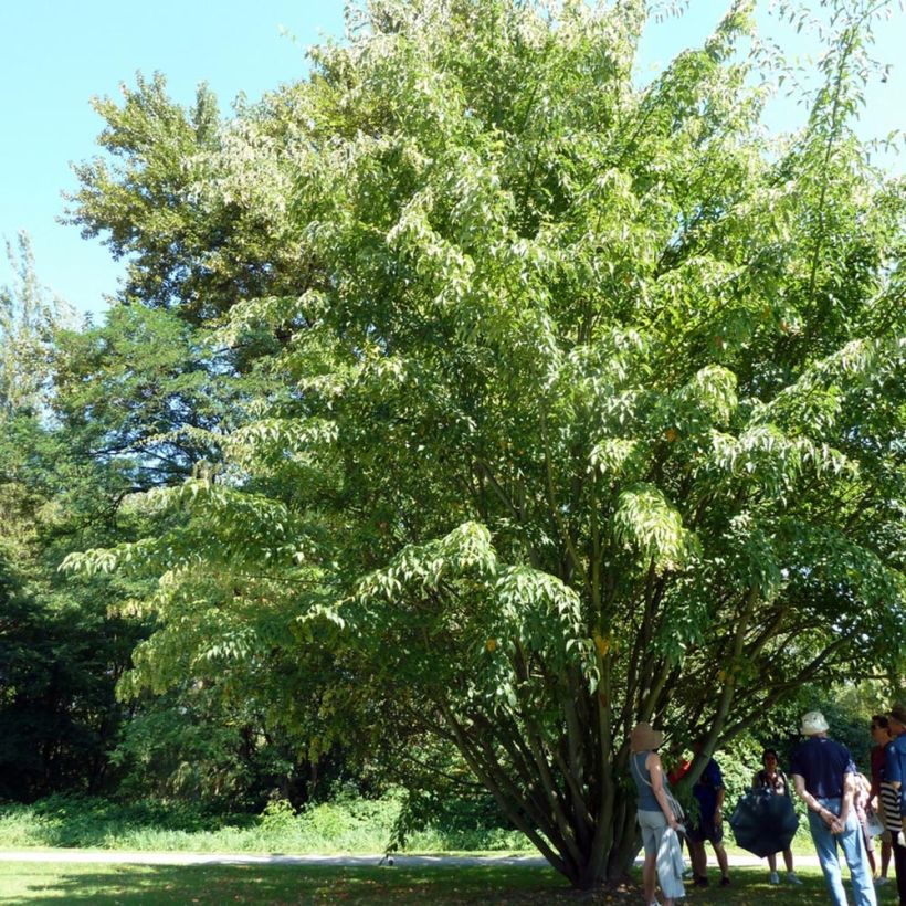 Acer davidii - Érable à peau de serpent (Port)