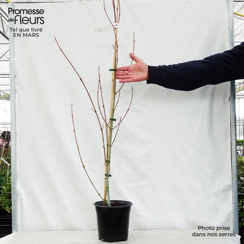Spécimen de Acer davidii Viper - Érable de David Pot de 4L/5LHauteur livrée env. 100+cm tel que livré au printemps