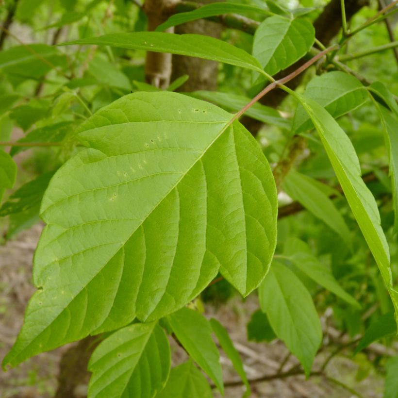 Érable à feuille de frêne - Acer negundo (Feuillage)