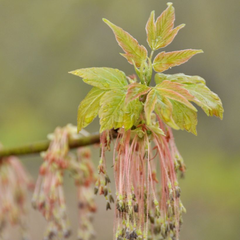 Érable à feuille de frêne - Acer negundo (Floraison)