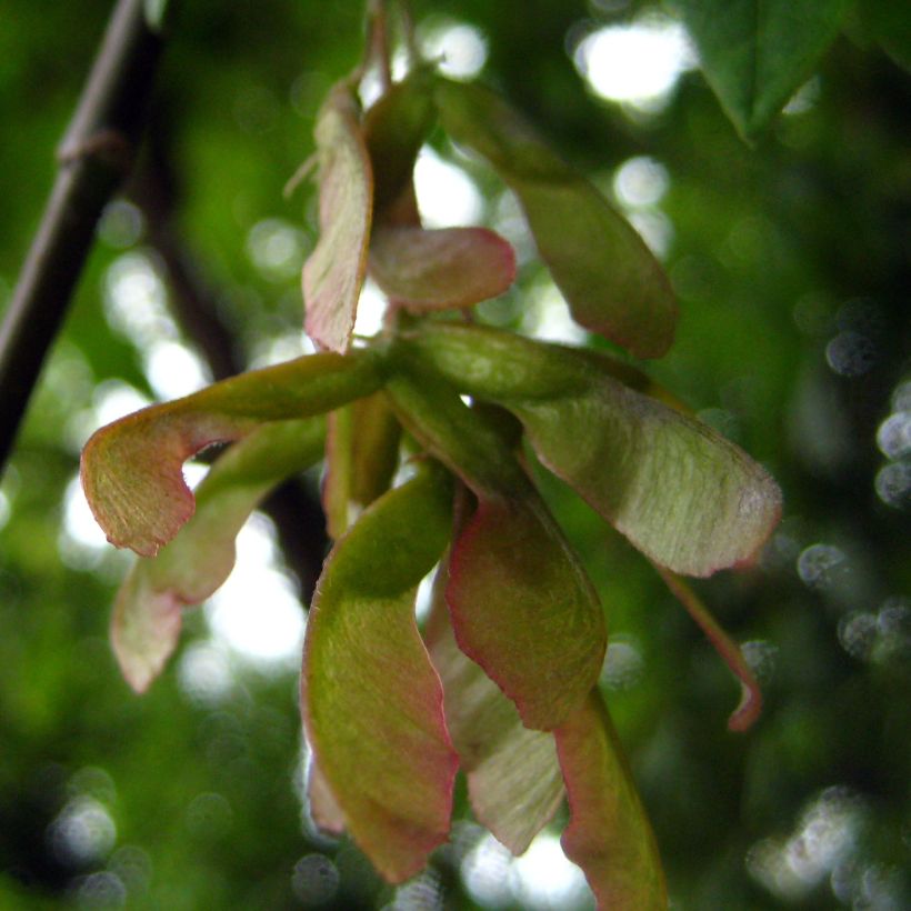 Érable à feuille de frêne - Acer negundo (Récolte)