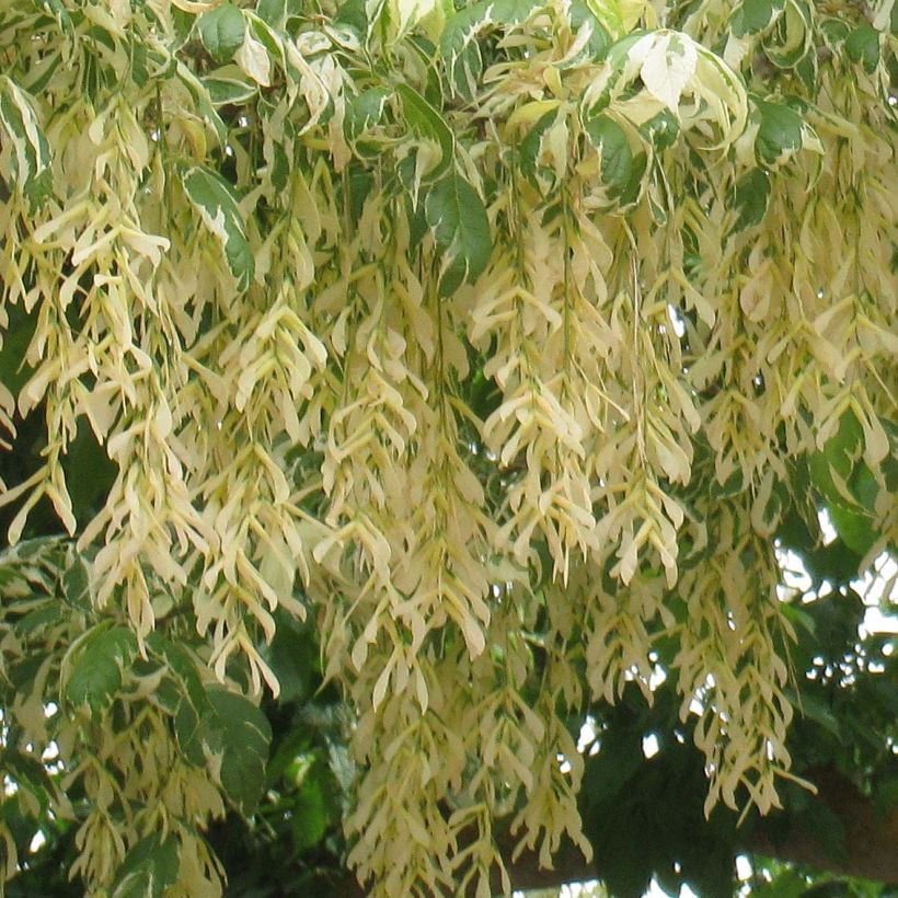 Acer negundo Aureomarginatum - Érable à feuille de frêne (Floraison)