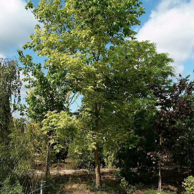 Érable à feuille de frêne panaché - Acer negundo Aureovariegatum (Port)