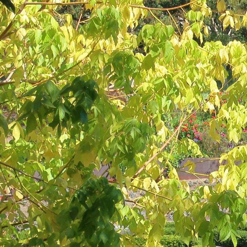 Érable à feuille de frêne doré - Acer negundo Kelly's Gold (Feuillage)
