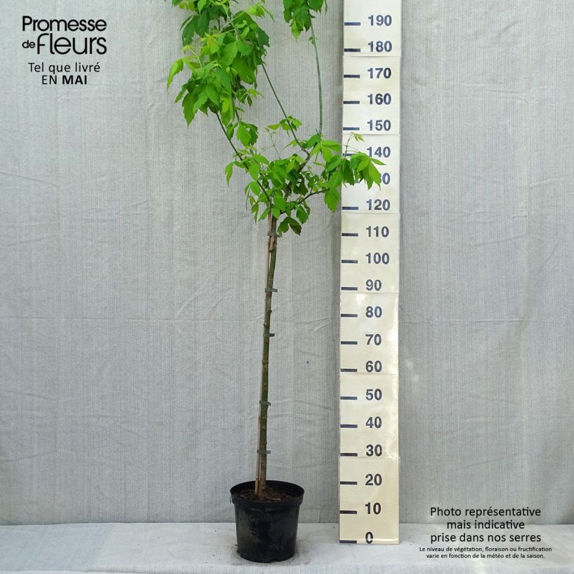 Spécimen de Érable à feuille de frêne doré - Acer negundo Kelly's Gold Pot de 4L/5L tel que livré au printemps