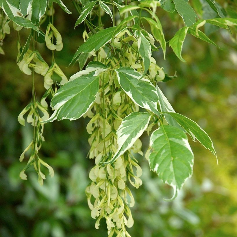 Acer negundo Variegatum - Érable à feuille de frêne panaché (Feuillage)