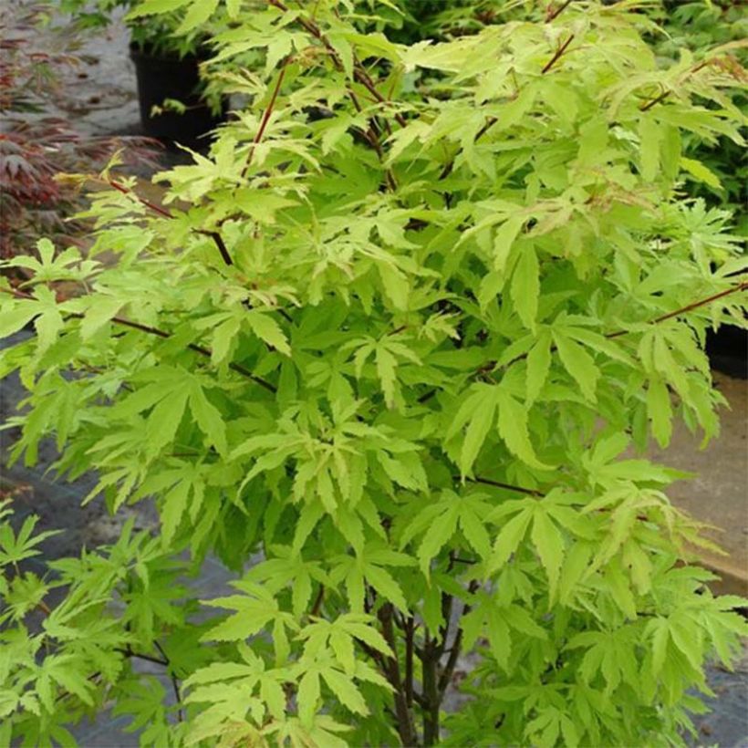 Érable du Japon - Acer palmatum Anne Irene (Port)