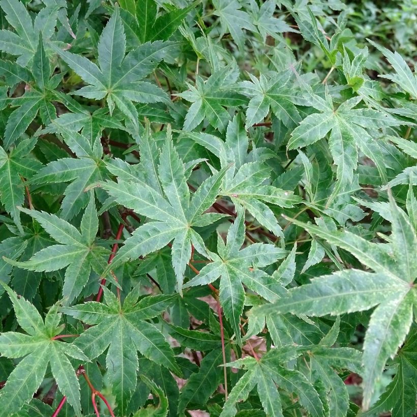 Érable du Japon - Acer palmatum Beni Tsukasa (Feuillage)