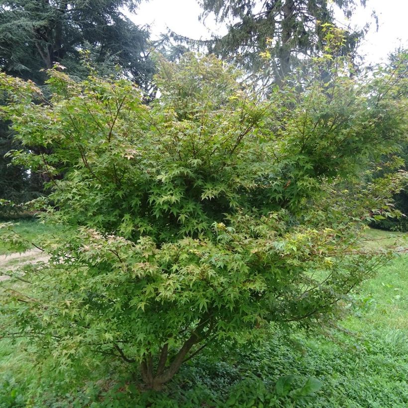 Érable du Japon - Acer palmatum Beni Tsukasa (Port)