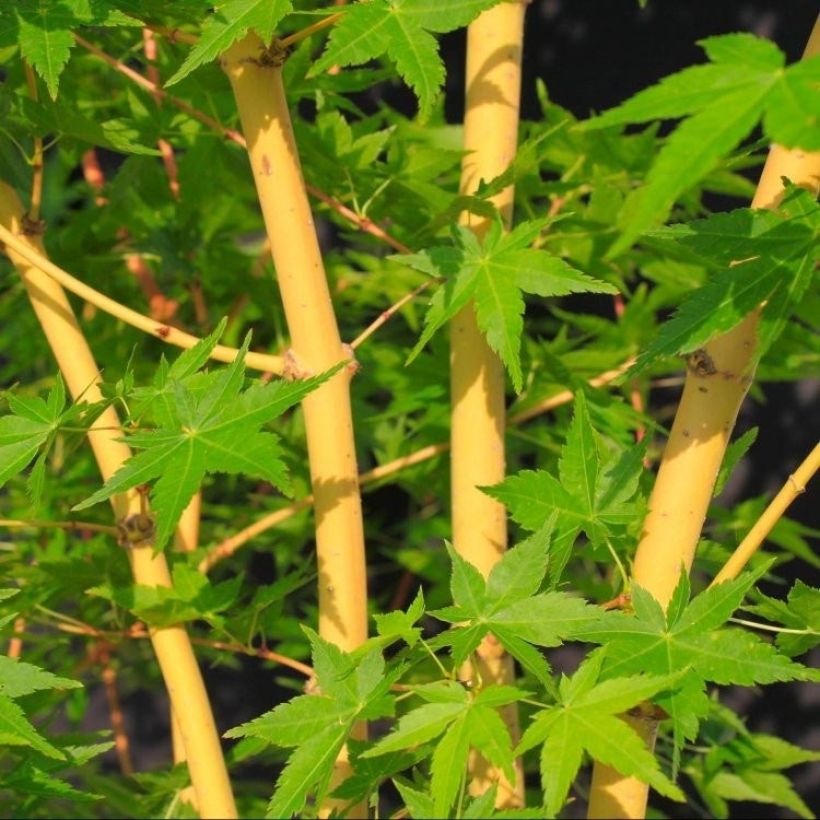Érable du Japon Bi Hoo - Acer palmatum (Feuillage)