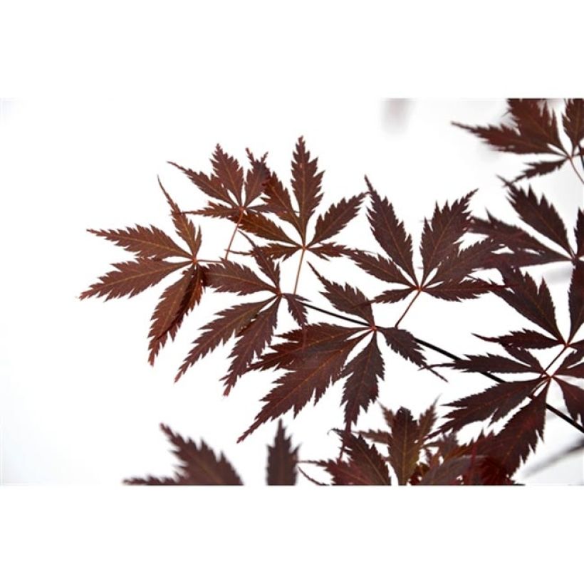 Érable du Japon Black Lace - Acer palmatum (Feuillage)