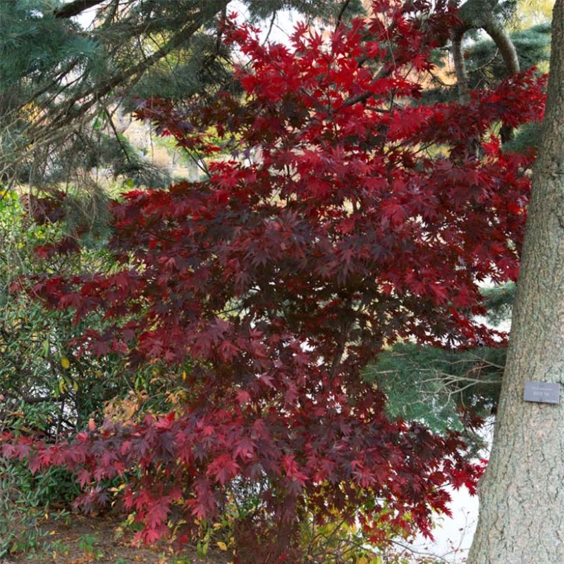 Érable du Japon - Acer palmatum Bloodgood (Port)