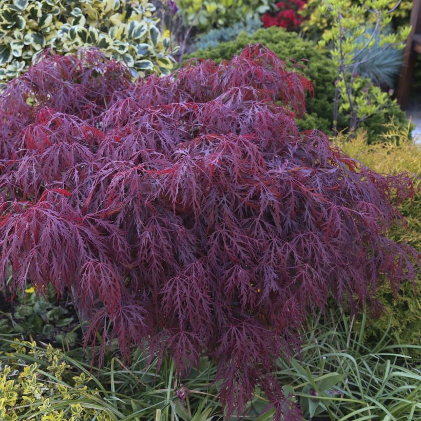 Érable du Japon - Acer palmatum Crimson Queen (Feuillage)