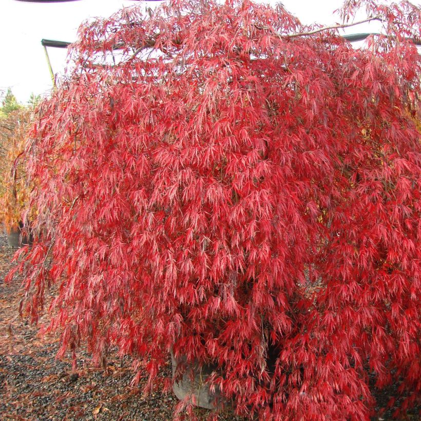 Érable du Japon - Acer palmatum Crimson Queen (Port)