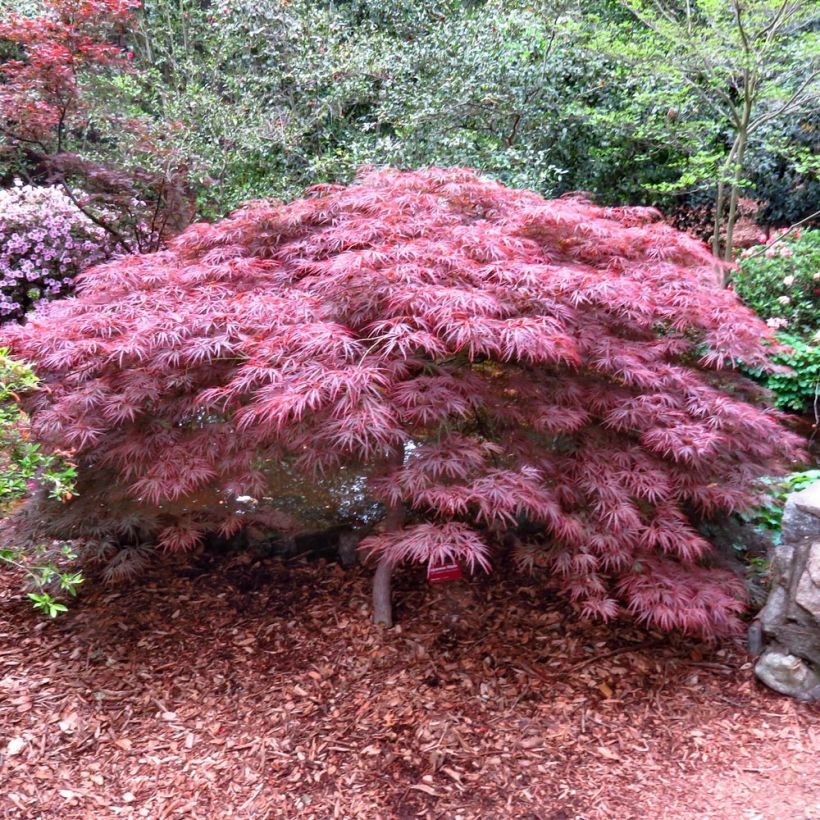 Érable du Japon - Acer palmatum Ryusen (Port)