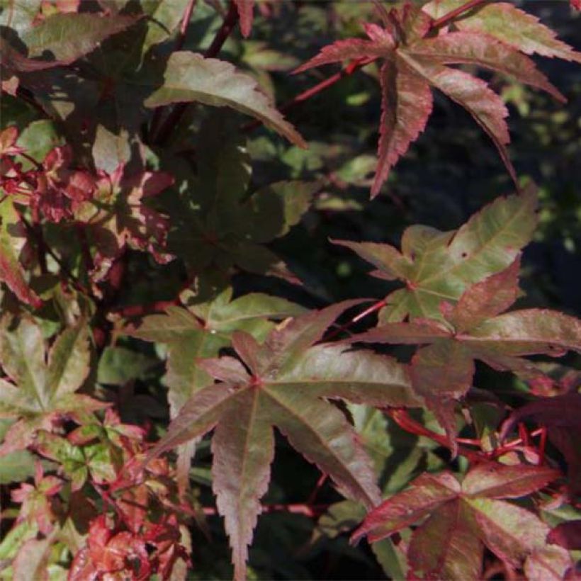 Érable du Japon - Acer palmatum Deshojo (Feuillage)