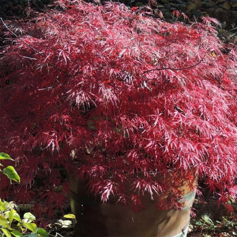 Érable du Japon - Acer palmatum Dissectum Firecracker (Feuillage)