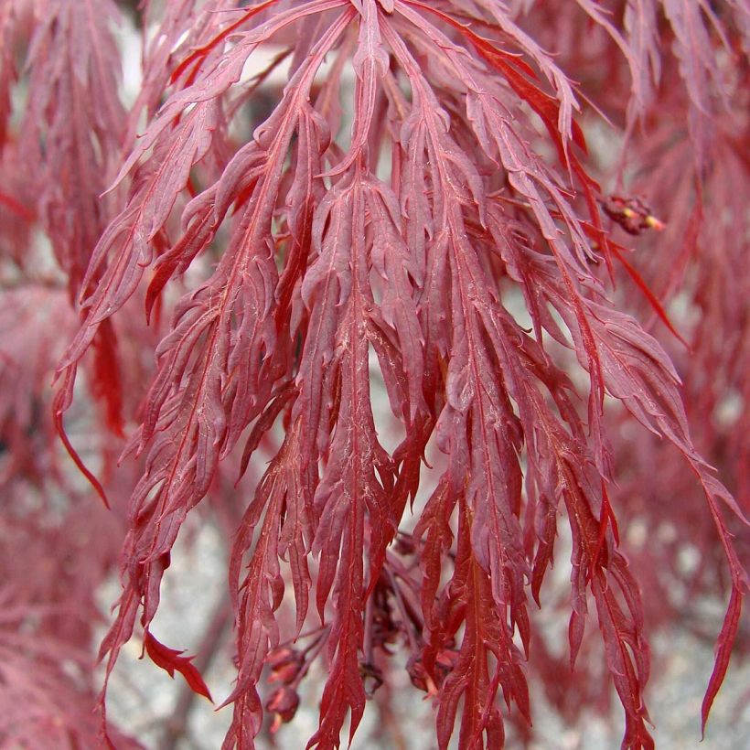 Érable du Japon - Acer palmatum Dissectum Tamukeyama (Feuillage)