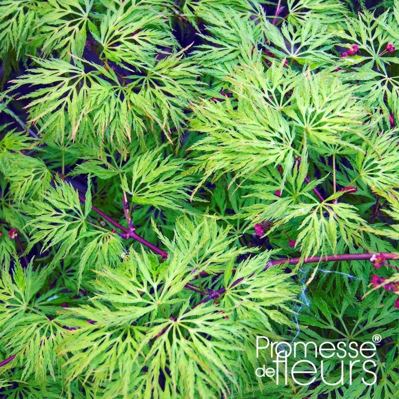 Érable du Japon - Acer palmatum Emerald Lace (Feuillage)
